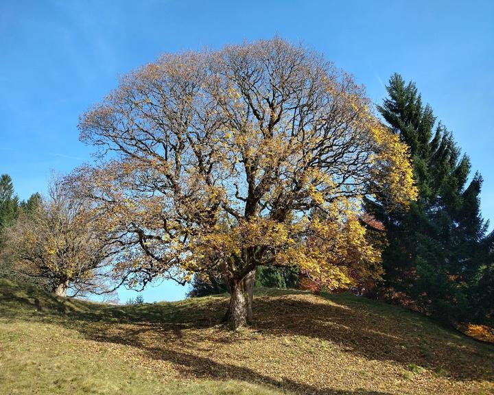 Berggasthof Hochleite